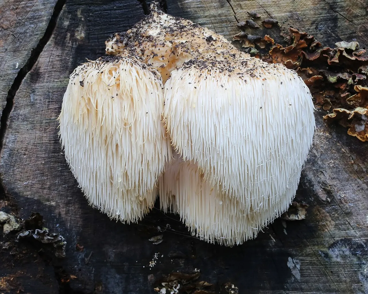 Lion's mane