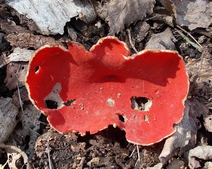 Osztrák csészegomba - Sarcoscypha austriaca