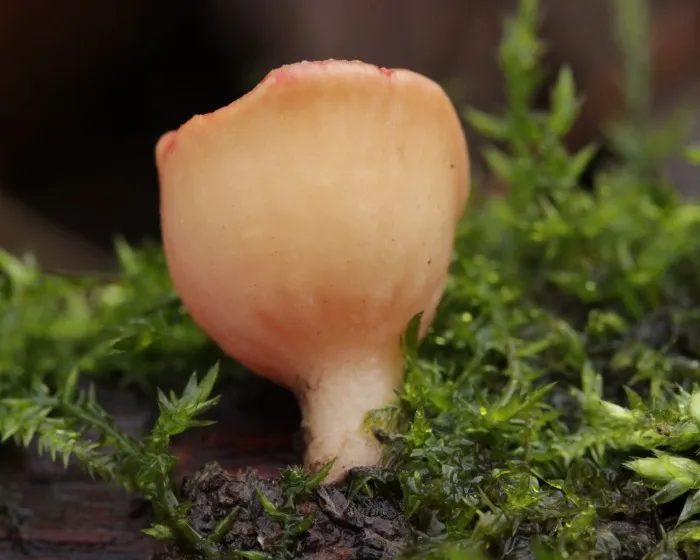 Osztrák csészegomba - Sarcoscypha austriaca