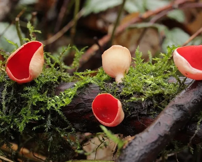 Osztrák csészegomba - Sarcoscypha austriaca