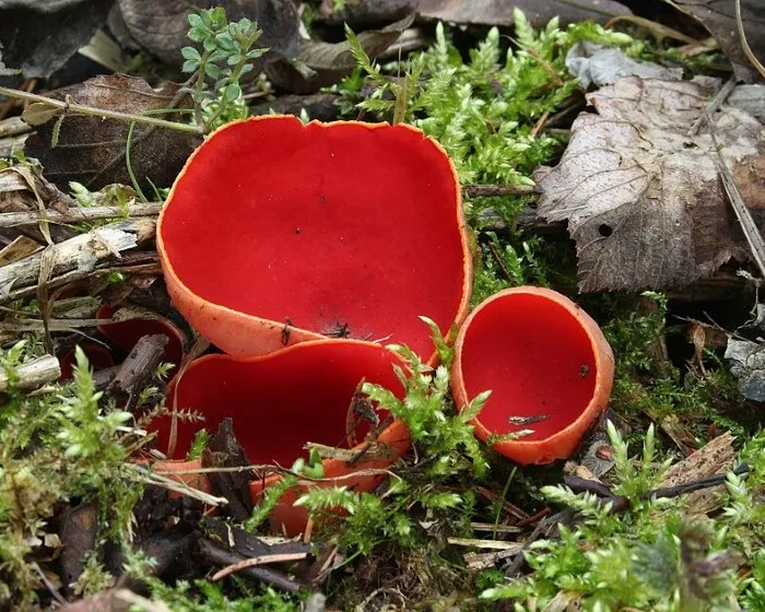 Osztrák csészegomba - Sarcoscypha austriaca