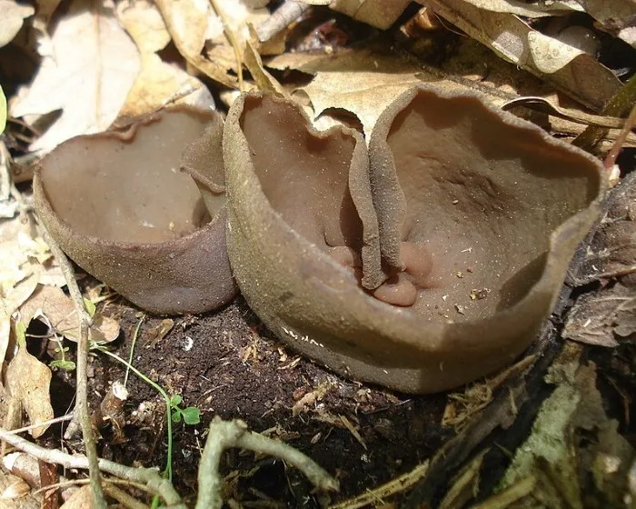 Dunkelbrauner Becherling - Phylloscypha phyllogena