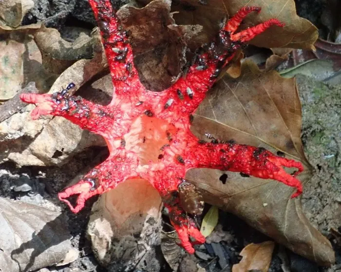 Octopus stinkhorn - Clathrus archeri