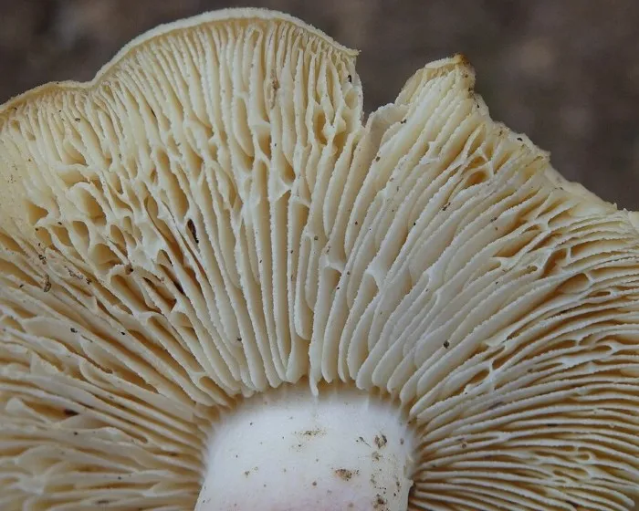 Samtfuß-Klümpchen - Tricholomopsis rutilans
