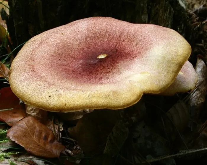 Samtfuß-Klümpchen - Tricholomopsis rutilans