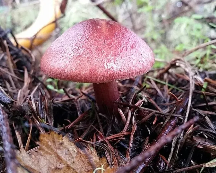 Samtfuß-Klümpchen - Tricholomopsis rutilans