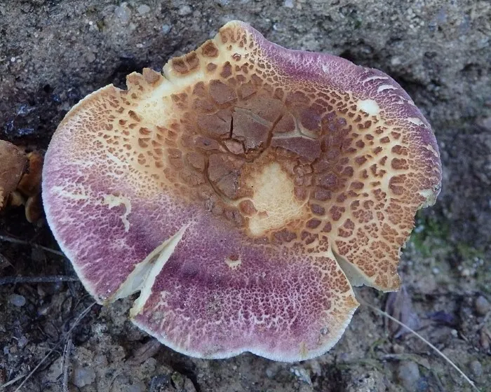 Samtfuß-Klümpchen - Tricholomopsis rutilans