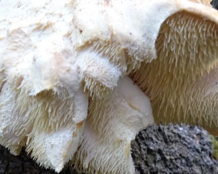 Tiered tooth fungus