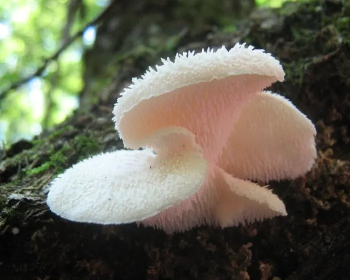 Tiered tooth fungus