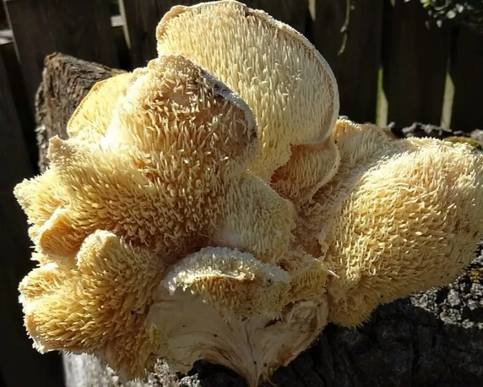Tiered tooth fungus
