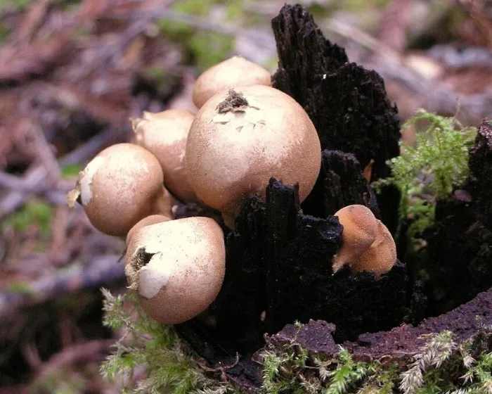 Körtealakú pöfeteg - Lycoperdon pyriforme