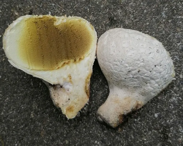 Mosaic puffball - Lycoperdon utriforme