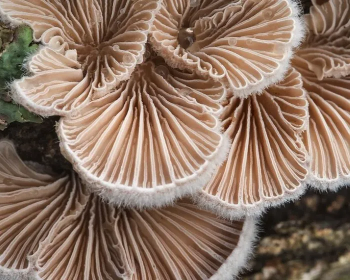 Hasadtlemezű gomba - Schizophyllum commune