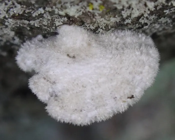 Hasadtlemezű gomba - Schizophyllum commune