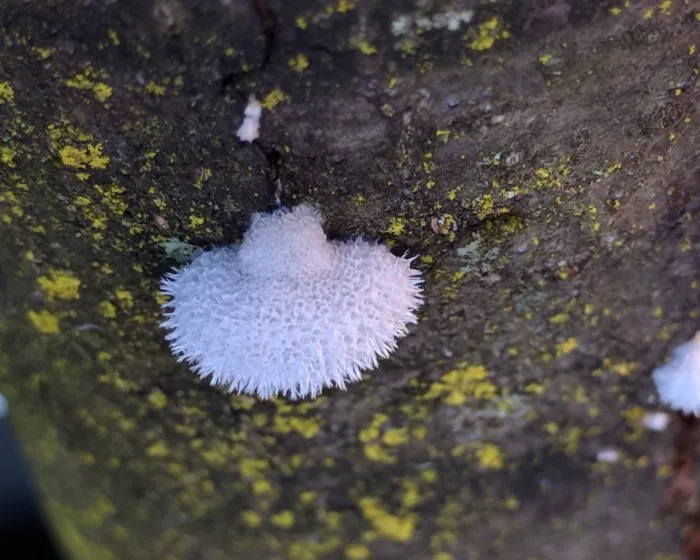 Hasadtlemezű gomba - Schizophyllum commune