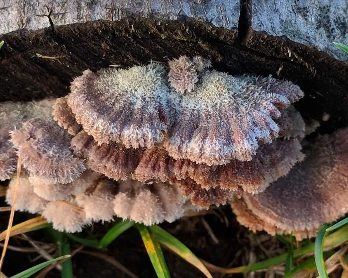 Hasadtlemezű gomba - Schizophyllum commune