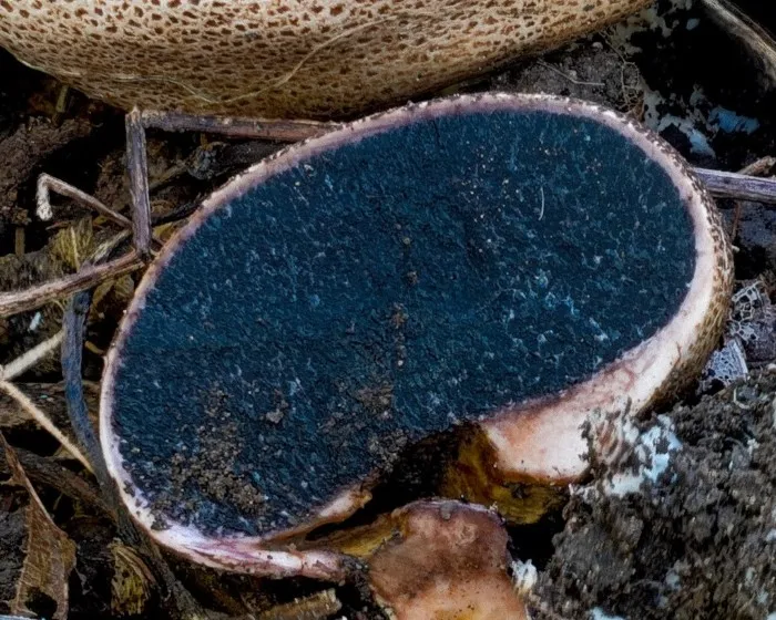 Nyeles áltrifla - Scleroderma verrucosum