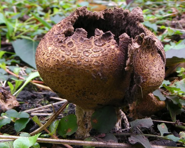 Nyeles áltrifla - Scleroderma verrucosum