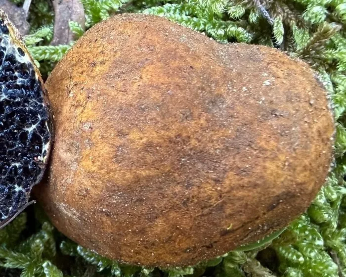 Bunte Schleimtrüffel - Melanogaster variegatus