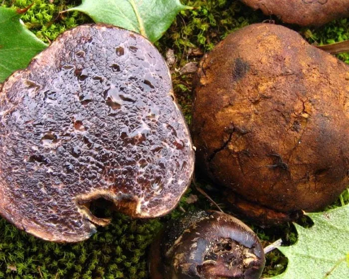 Bunte Schleimtrüffel - Melanogaster variegatus