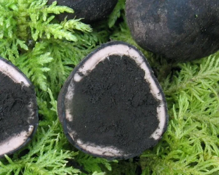 Umbilicate false truffle