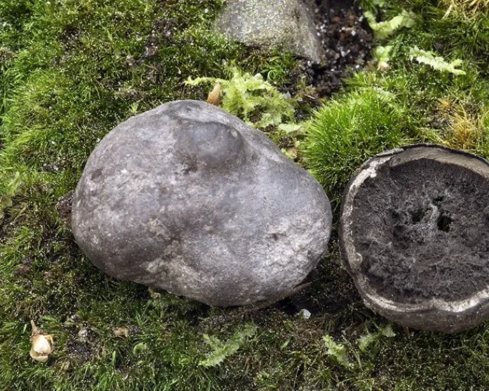 Umbilicate false truffle