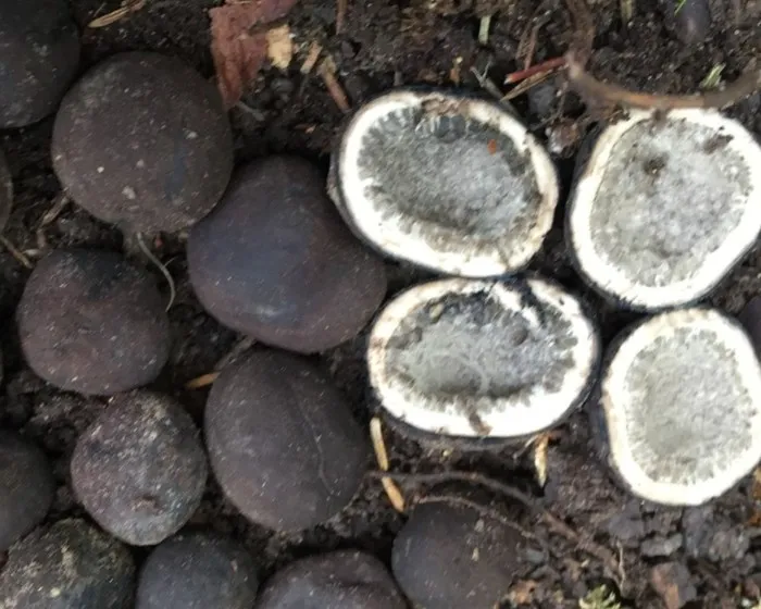 Umbilicate false truffle
