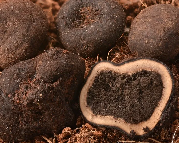 Umbilicate false truffle