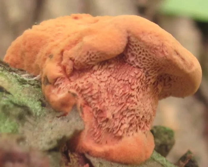 Zimtfarbener Weichporling - Hapalopilus rutilans