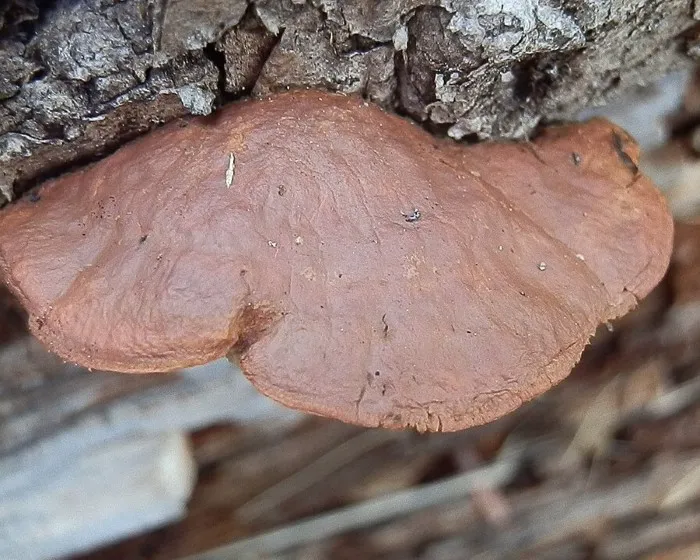 Zimtfarbener Weichporling - Hapalopilus rutilans