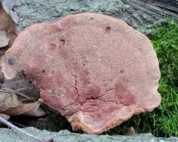 Fahéjszínű likacsosgomba