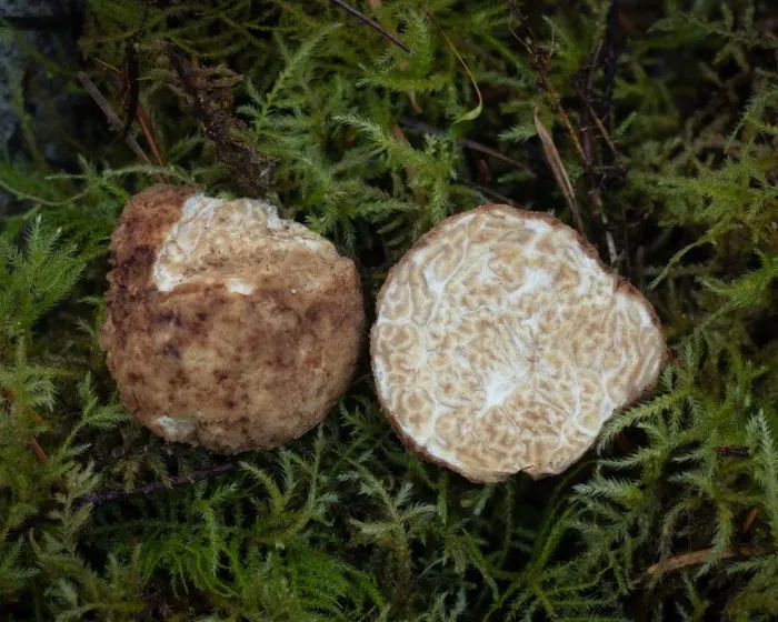 Fehér szarvasgomba - Choiromyces meandriformis