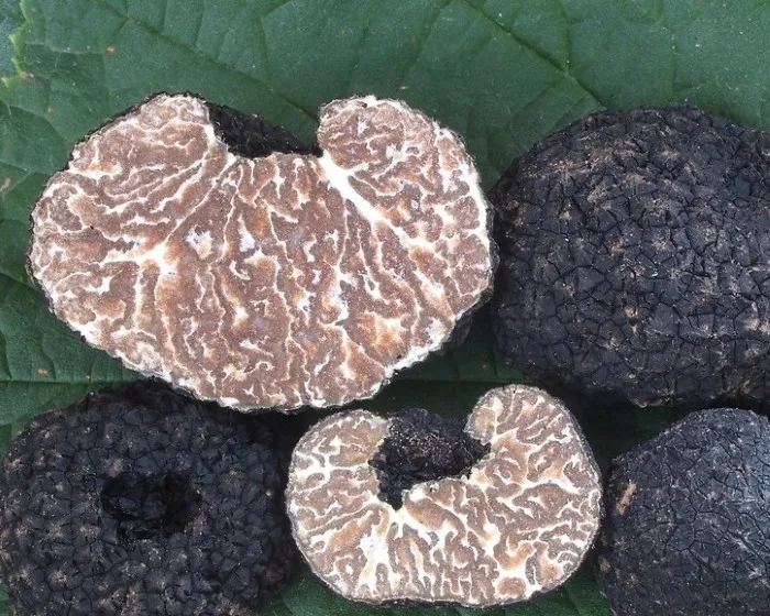 Fodrosbélű szarvasgomba - Tuber mesentericum