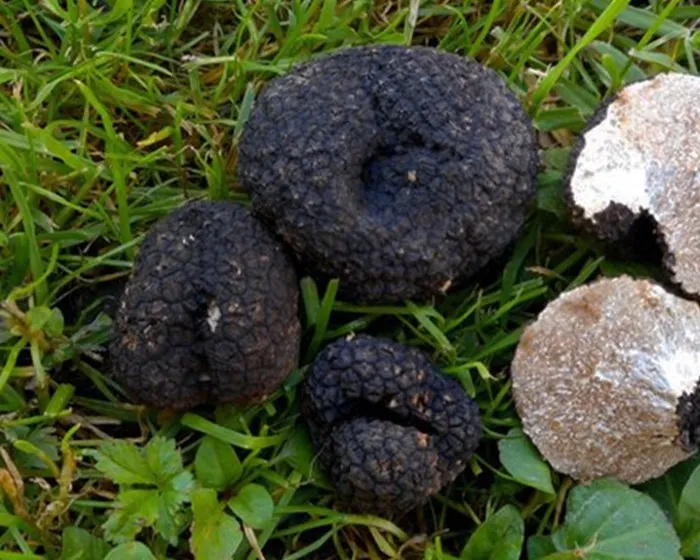 Fodrosbélű szarvasgomba - Tuber mesentericum