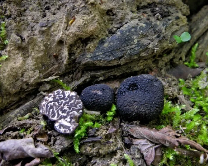 Fodrosbélű szarvasgomba - Tuber mesentericum