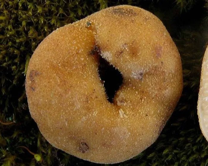Hollow truffle
