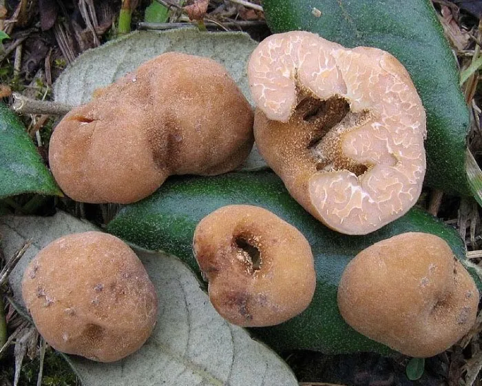 Hollow truffle