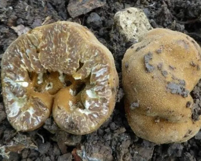 Hollow truffle