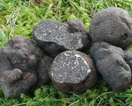 Nagyspórás szarvasgomba
