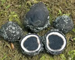 Foltos álszarvasgomba