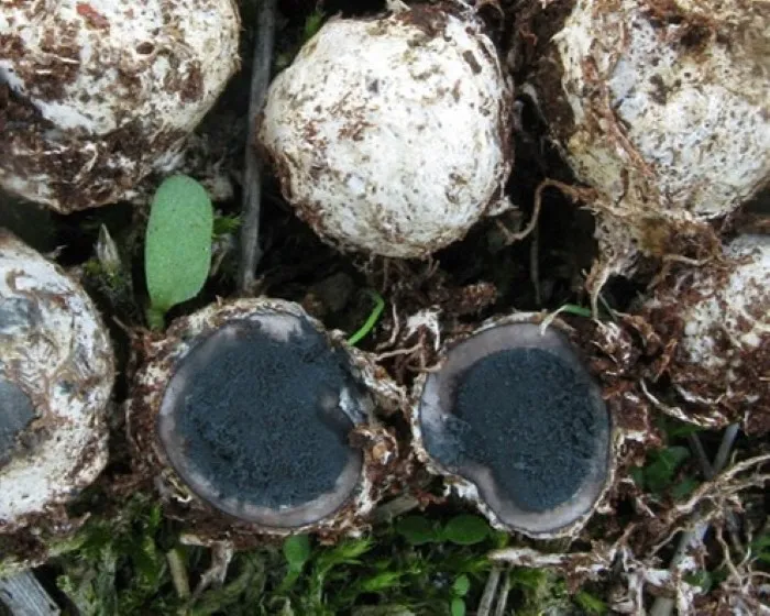 Bundás álszarvasgomba - Elaphomyces mutabilis
