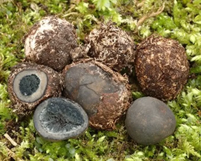 Bundás álszarvasgomba - Elaphomyces mutabilis