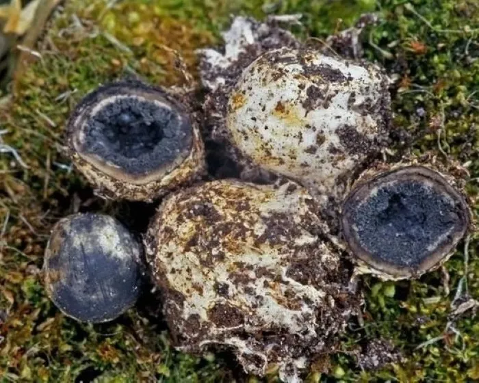 Bundás álszarvasgomba - Elaphomyces mutabilis