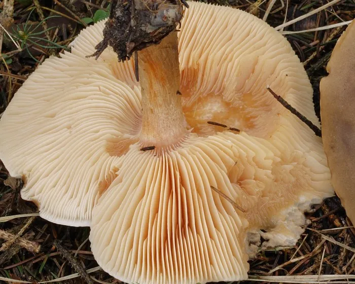 Fakósárga pereszke - Melanoleuca cognata