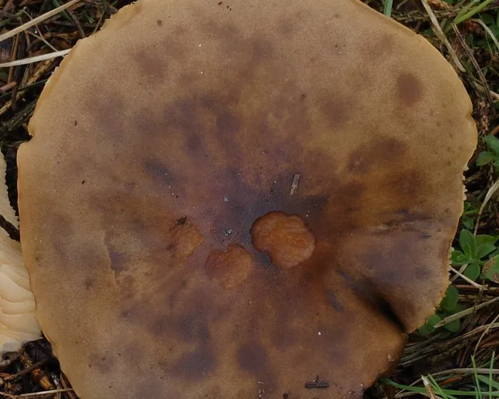 Fakósárga pereszke - Melanoleuca cognata