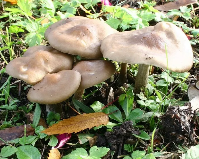 Fakósárga pereszke - Melanoleuca cognata