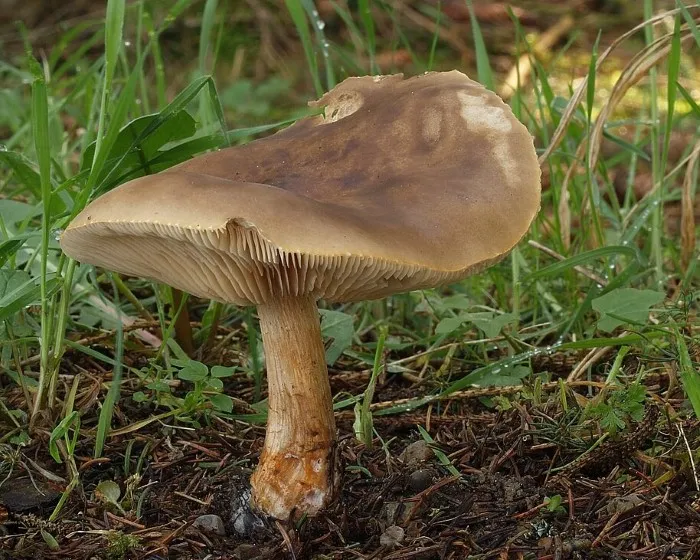 Fakósárga pereszke - Melanoleuca cognata