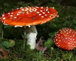Légyölő galóca