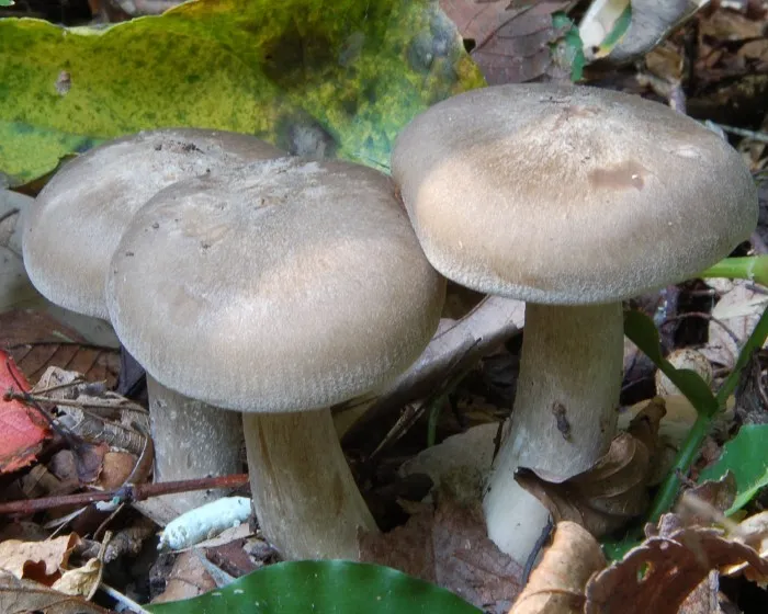 Clustered Domecap - Lyophyllum decastes