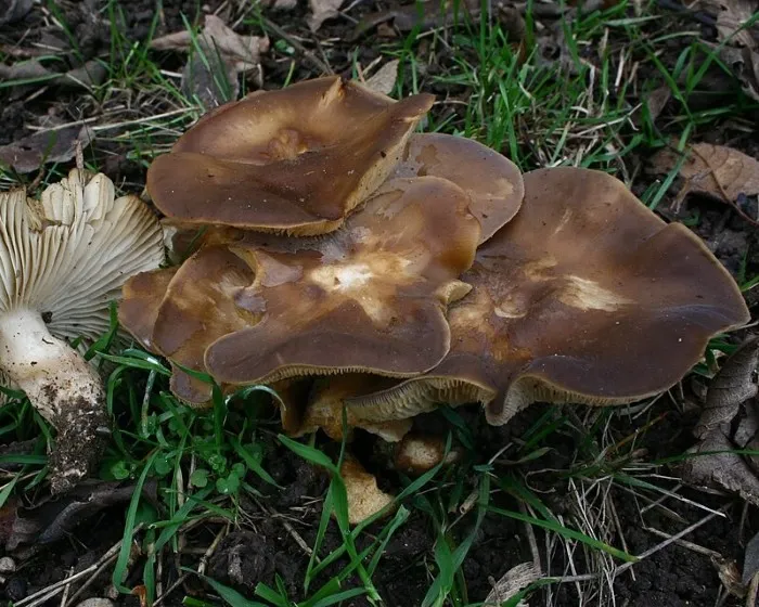 Clustered Domecap - Lyophyllum decastes